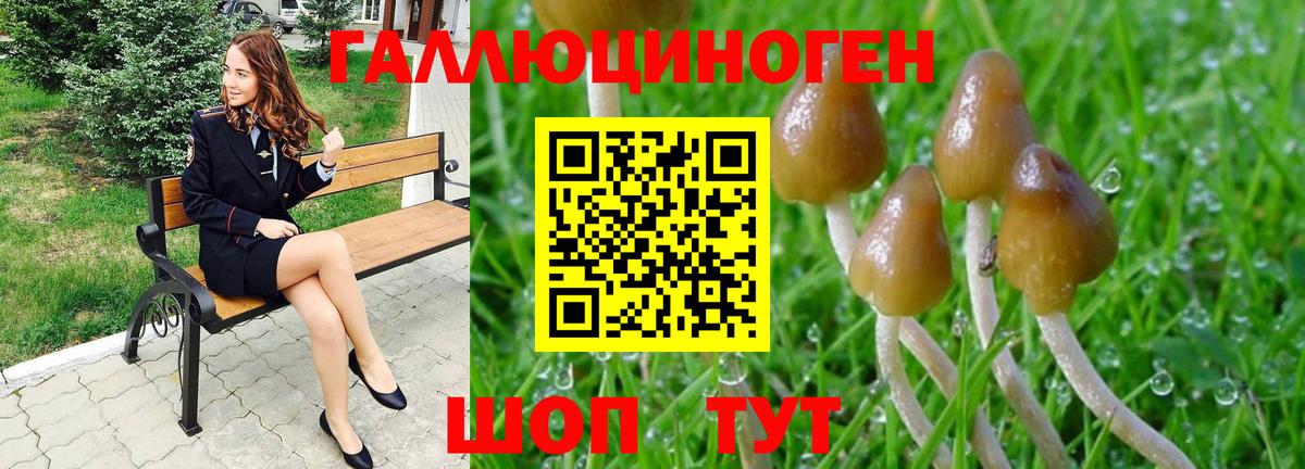 Мыски  Псилоцибиновые грибы Psilocybine cubensis  Вход с VPN 
